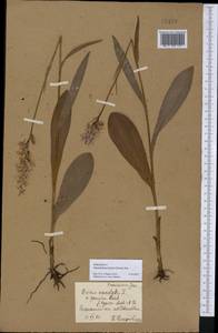 Dactylorhiza maculata subsp. fuchsii (Druce) Hyl., Восточная Европа, Центральный лесостепной район (E6) (Россия)