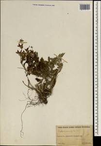 Salvia rosifolia Sm., Зарубежная Азия (ASIA) (Турция)