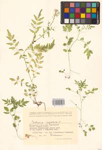 Сердечник недотрога L., Восточная Европа, Нижневолжский район (E9) (Россия)