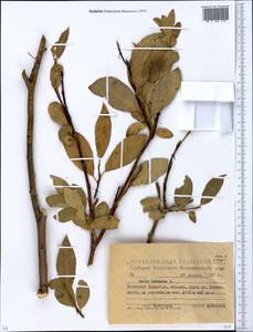 Ива трехтычинковая L., Сибирь, Западный (Казахстанский) Алтай (S2a) (Казахстан)