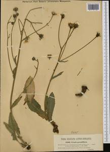 Crepis pyrenaica (L.) Greuter, Западная Европа (EUR) (Австрия)