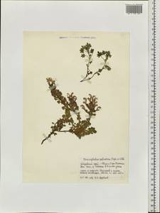 Змееголовник дланевидный Steph. ex Willd., Сибирь, Дальний Восток (S6) (Россия)