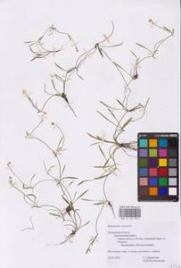 Лютик распростертый, Лютик стелющийся L., Восточная Европа, Северо-Западный район (E2) (Россия)