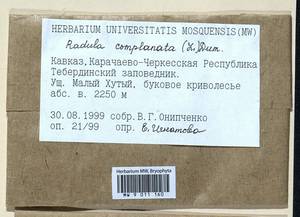 Radula complanata (L.) Dumort., Гербарий мохообразных, Мхи - Северный Кавказ и Предкавказье (B12) (Россия)