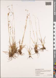 Осока изящная, Осока нежная C.B.Clarke, Сибирь, Якутия (S5) (Россия)