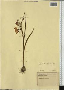 Gladiolus illyricus W.D.J.Koch, Западная Европа (EUR) (Словения)