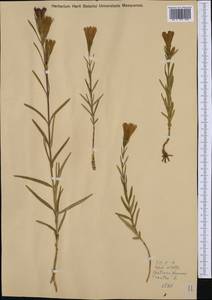 Горечавка легочная L., Западная Европа (EUR) (Австрия)