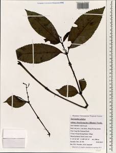 Sarcandra glabra subsp. brachystachys (Bl.) B. Verdcourt, Зарубежная Азия (ASIA) (Вьетнам)