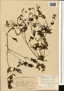 Герань Роберта L., Кавказ, Абхазия (K4a) (Абхазия)