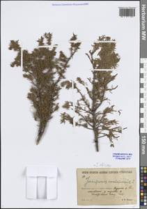 Можжевельник скальный Pall., Сибирь, Прибайкалье и Забайкалье (S4) (Россия)