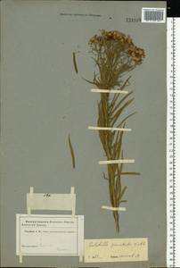 Galatella sedifolia subsp. sedifolia, Восточная Европа, Средневолжский район (E8) (Россия)
