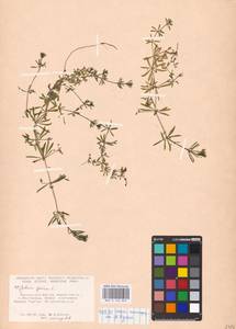 Подмаренник ложный L., Восточная Европа, Нижневолжский район (E9) (Россия)