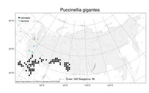 Puccinellia gigantea, Бескильница гигантская (Grossh.) Grossh., Атлас флоры России (FLORUS) (Россия)