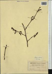 Орешник обыкновенный, Лещина обыкновенная L., Западная Европа (EUR) (Германия)