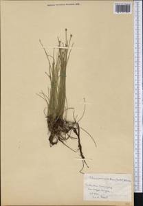 Eleocharis geniculata (L.) Roem. & Schult., Америка (AMER) (Куба)
