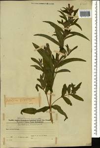 Кипрей волосистый, Кипрей мохнатый L., Кавказ, Азербайджан (K6) (Азербайджан)