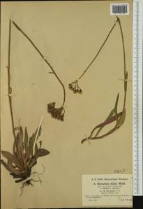 Pilosella cymosiformis (Froel.) Gottschl., Западная Европа (EUR) (Германия)