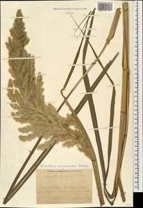 Tripidium ravennae (L.) H.Scholz, Кавказ, Черноморское побережье (от Новороссийска до Адлера) (K3) (Россия)
