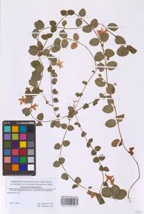 Вербейник монетный, Луговой чай L., Восточная Европа, Московская область и Москва (E4a) (Россия)