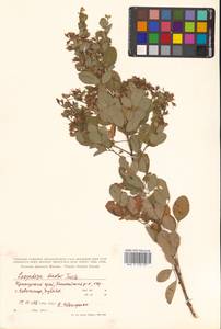 Леспедеца двуцветная Turcz., Сибирь, Дальний Восток (S6) (Россия)