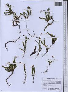 Bryanthus musciformis (Poir.) Nakai, Сибирь, Чукотка и Камчатка (S7) (Россия)