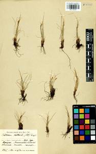 Carex myosuroides Vill., Сибирь, Прибайкалье и Забайкалье (S4) (Россия)