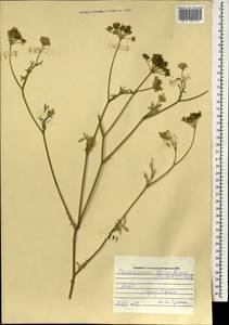 Китагавия байкальская (Redowsky ex Willd.) Pimenov, Монголия (MONG) (Монголия)
