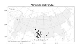 Alchemilla pachyphylla, Манжетка толстолистная Juz., Атлас флоры России (FLORUS) (Россия)
