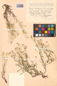 Жерушник короткоплодный (C.A.Mey.) Hayek, Восточная Европа, Центральный лесостепной район (E6) (Россия)