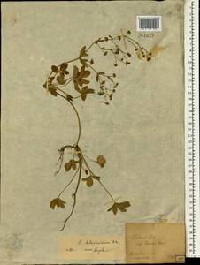 Лапчатка (Blume) Kuntze, Зарубежная Азия (ASIA) (Япония)