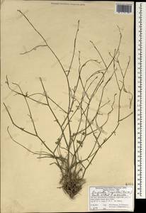 Бедренец козлецовый (Boiss.) Benth. & Hook. fil. ex Drude, Зарубежная Азия (ASIA) (Иран)