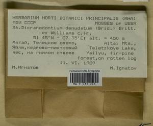 Dicranodontium denudatum (Brid.) E. Britton, Гербарий мохообразных, Мхи - Западная Сибирь (включая Алтай) (B15) (Россия)