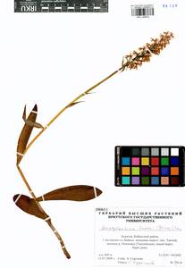 Пальчатокоренник Фукса (Druce) Soó, Сибирь, Прибайкалье и Забайкалье (S4) (Россия)