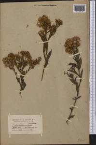 Eurybia surculosa (Michx.) G. L. Nesom, Америка (AMER) (США)