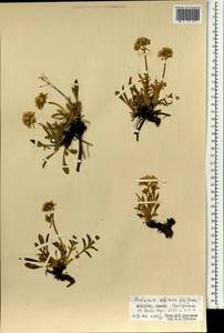 Патриния сибирская (L.) Juss., Монголия (MONG) (Монголия)