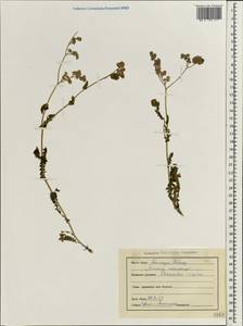 Cyathocline purpurea (Buch.-Ham. ex D.Don) Kuntze, Зарубежная Азия (ASIA) (Индия)
