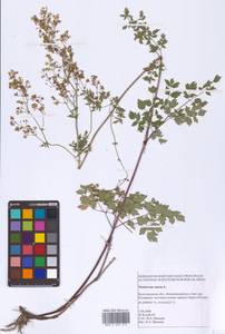 Bасилисник малый L., Восточная Европа, Нижневолжский район (E9) (Россия)