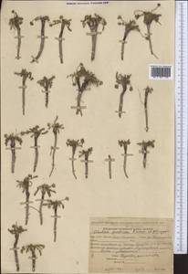 Шульция простертая Pimenov & Kljuykov, Средняя Азия и Казахстан, Северный и Центральный Тянь-Шань (M4) (Киргизия)