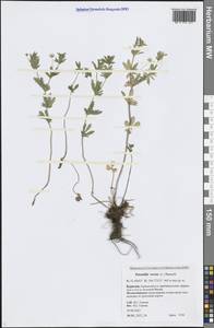 Лапчатка прямостоячая, Калган (L.) Raeusch., Сибирь, Прибайкалье и Забайкалье (S4) (Россия)