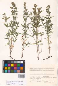 Подмаренник мареновидный L., Восточная Европа, Нижневолжский район (E9) (Россия)