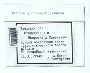 Marchantia quadrata Scop., Гербарий мохообразных, Мхи - Центральное Нечерноземье (B6) (Россия)