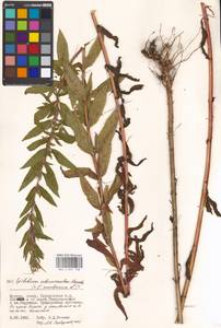 Epilobium montanum × adenocaulon, Восточная Европа, Московская область и Москва (E4a) (Россия)