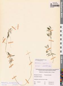 Лютик волосолистный, Шелковник волосолистный Chaix, Сибирь, Чукотка и Камчатка (S7) (Россия)