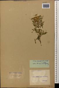 Vicia variegata subsp. variegata, Кавказ, Грузия (K4) (Грузия)