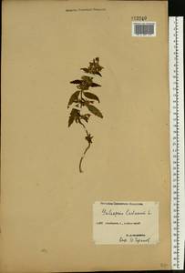 Пикульник ладанниковый L., Восточная Европа, Средневолжский район (E8) (Россия)