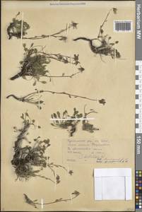 Колокольчик маргаритколистный Adam, Кавказ, Северная Осетия, Ингушетия и Чечня (K1c) (Россия)