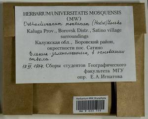 Orthodicranum montanum (Hedw.) Loeske, Гербарий мохообразных, Мхи - Центральное Нечерноземье (B6) (Россия)