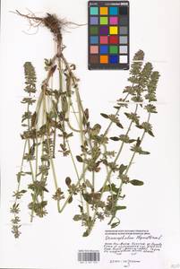 Змееголовник тимьяноцветковый L., Восточная Европа, Московская область и Москва (E4a) (Россия)