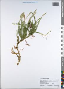 Плаун булавовидный L., Сибирь, Западная Сибирь (S1) (Россия)