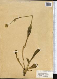 Swertia schugnanica Pissjaukova, Средняя Азия и Казахстан, Памир и Памиро-Алай (M2) (Таджикистан)